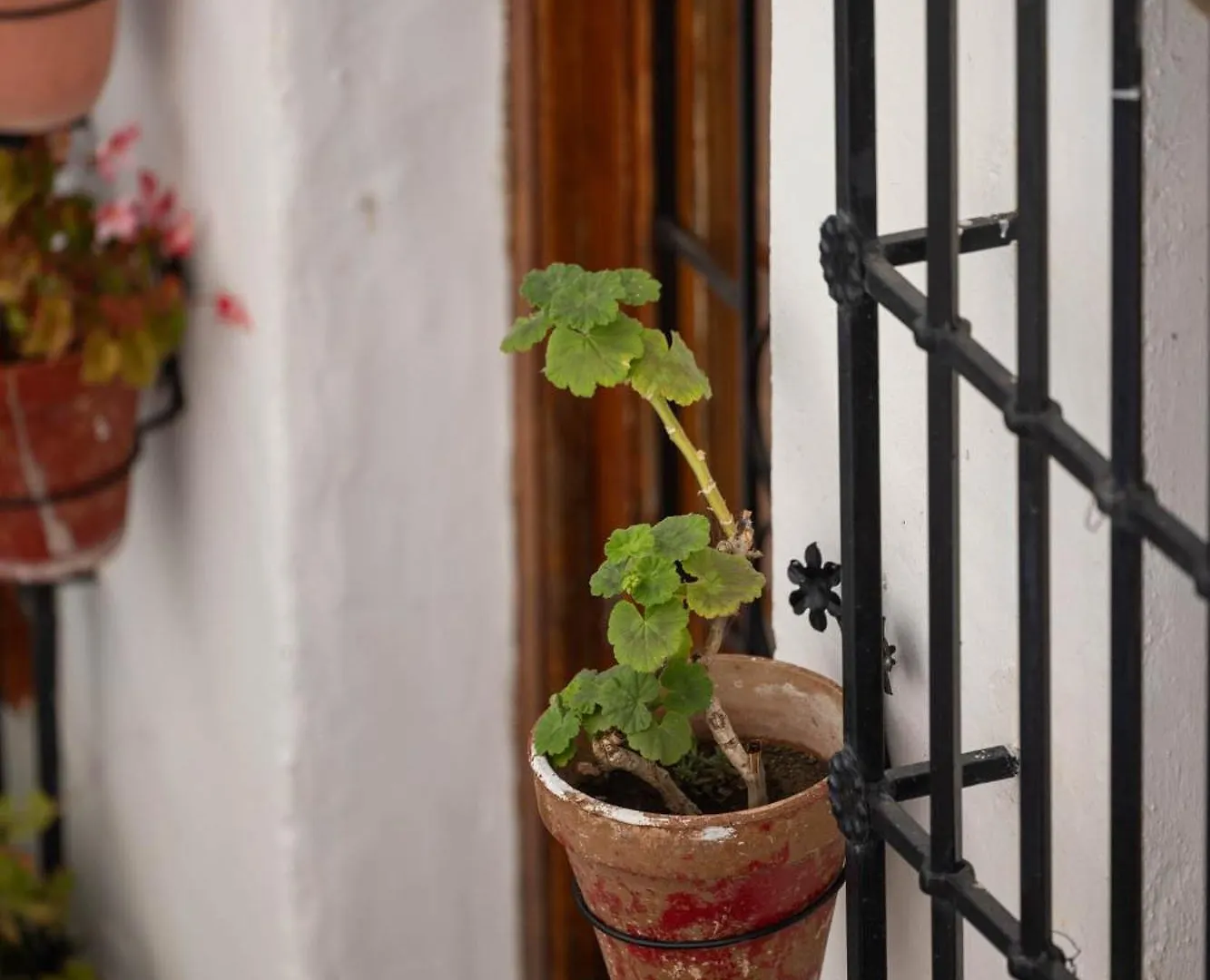 Olive & Ivy Guesthouse Canillas de Aceituno