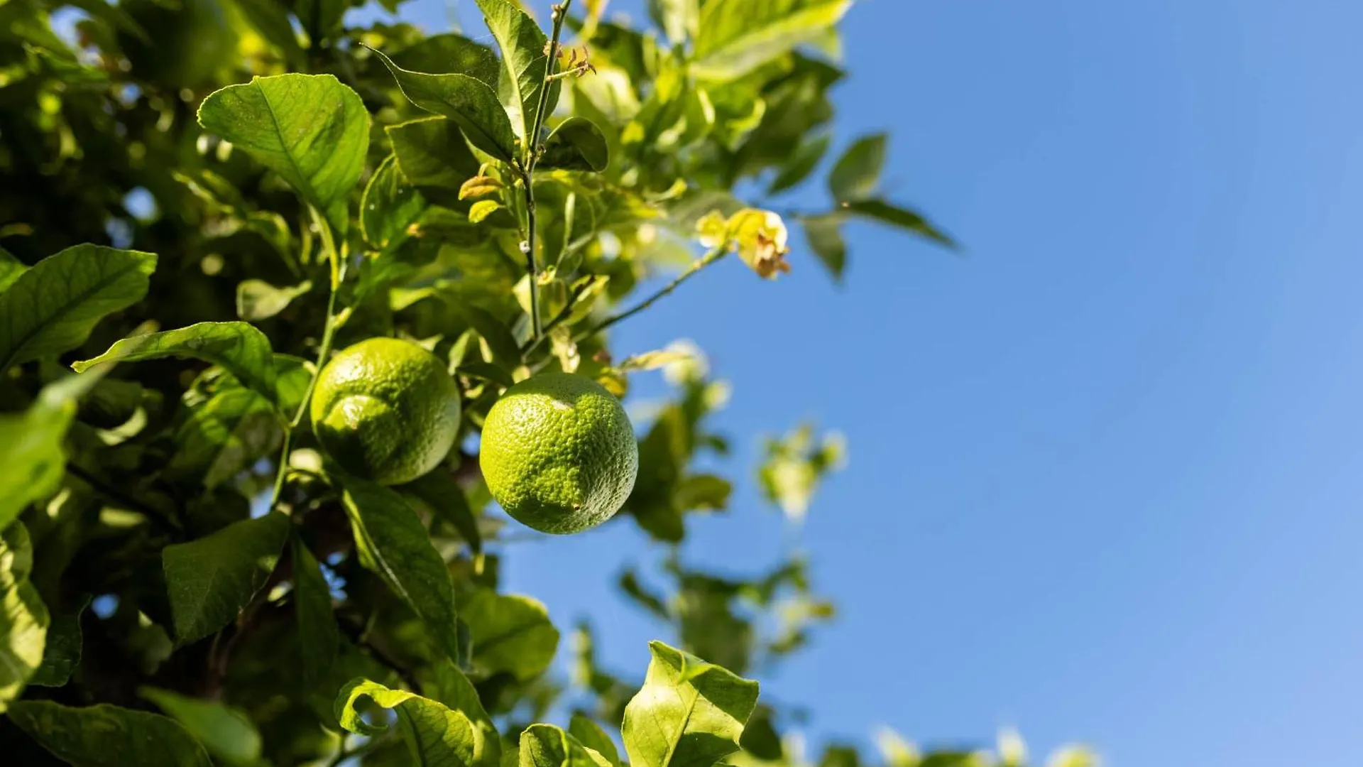 Olive & Ivy Guesthouse Canillas de Aceituno Spain